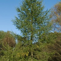 Hybrid Larch